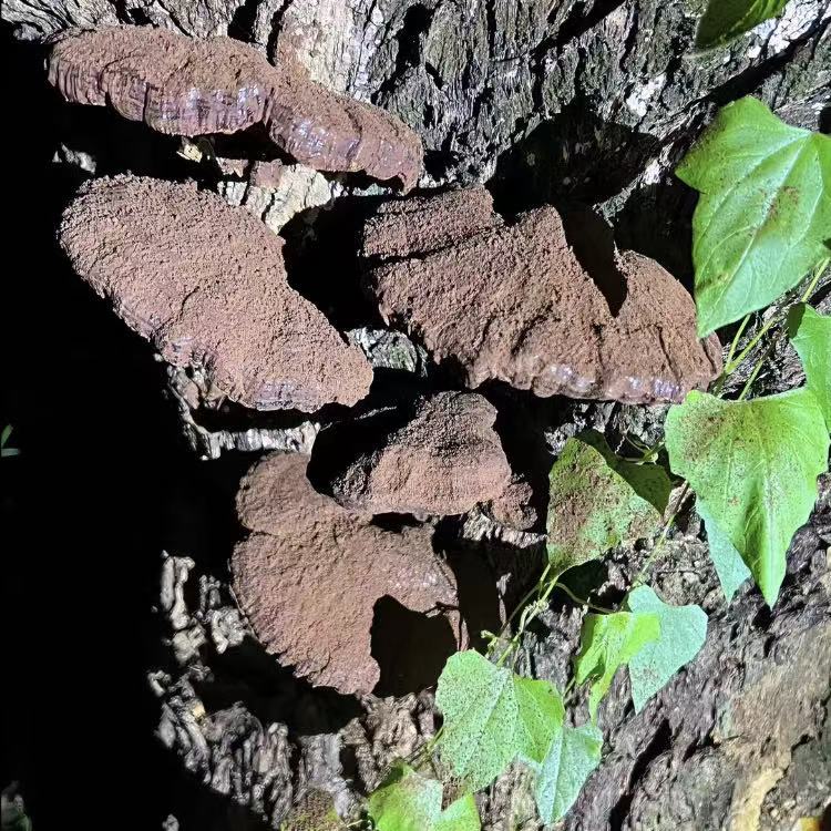 灵芝孢子粉 Ganoderma spore
