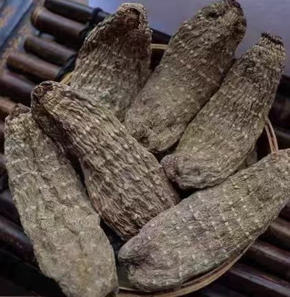 乌天麻 Rhizoma Gastrodiae