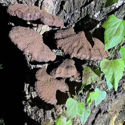 灵芝孢子粉 Ganoderma spore