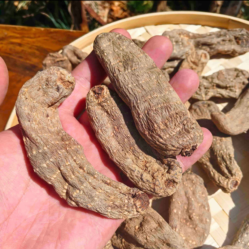 乌天麻 Rhizoma Gastrodiae