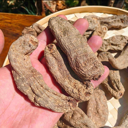 乌天麻 Rhizoma Gastrodiae
